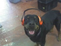 Rottweiler Cascos